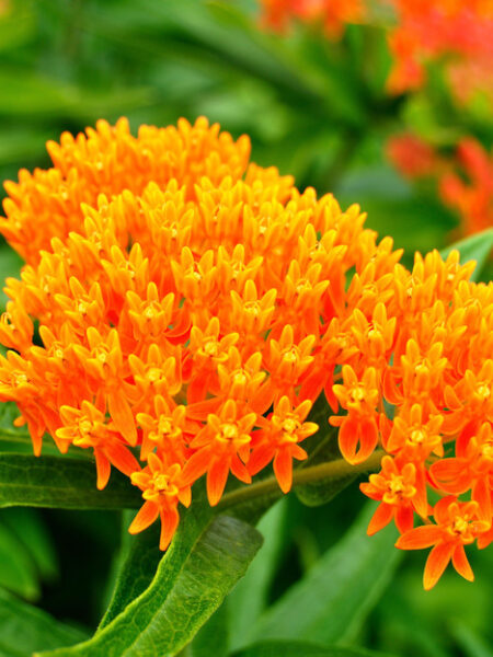 Asclepias tuberosa