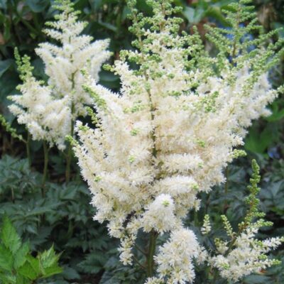 Astilbe chinensis ‘Vision in White’