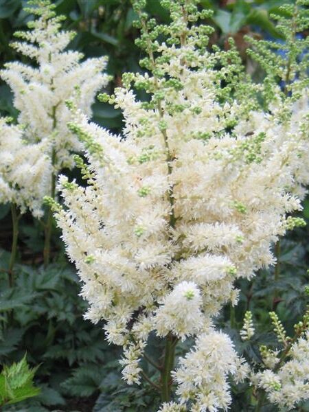 Astilbe chinensis ‘Vision in White’