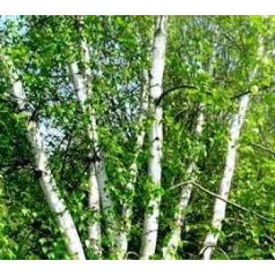 Betula populifolia 'Whitespire'