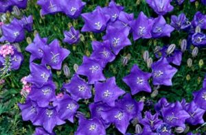 Campanula medium 'Calycanthema' -zaden- | Official site of Peter C. Nijssen