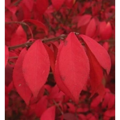 Chicago Fire® Burning Bush