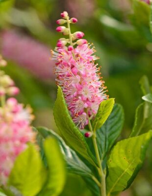 Clethra alnifolia 'Ruby Spice'