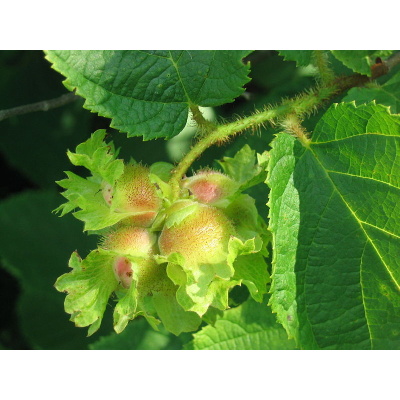 Corylus Americana