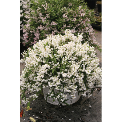 Deutzia x Yuki Snowflake