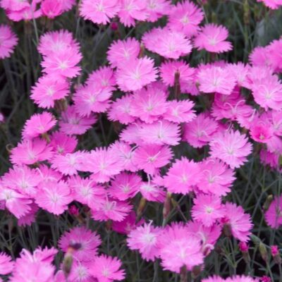 Dianthus Firewitch Dianthus Firewitch