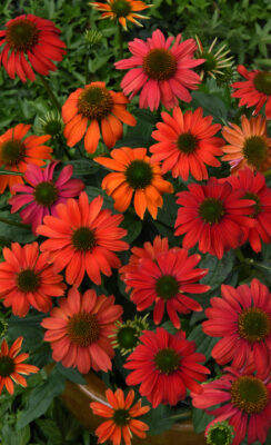 Echinacea Firefinch
