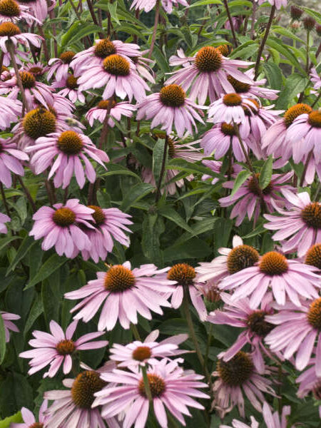 Echinacea purpurea 'Magnus'