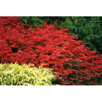 Euonymus alatus Fire Ball® Burning Bush