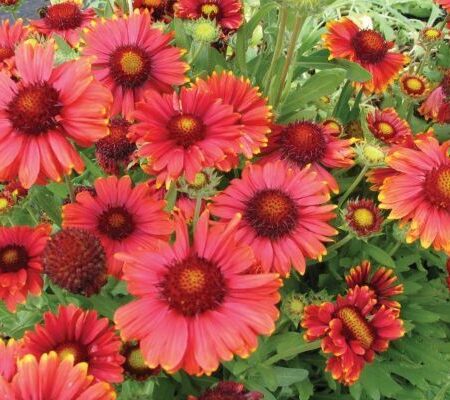 Gaillardia aristata ‘Arizona Red Shades’