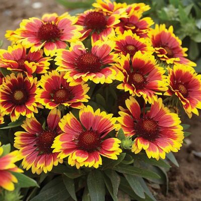 Gaillardia aristata ‘Arizona Sun’ Gaillardia aristata ‘Arizona Sun’