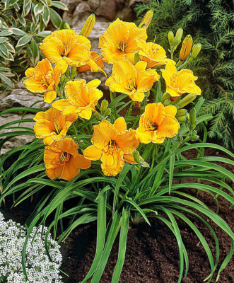 Hemerocallis ‘Stella de Oro’ Hemerocallis 'Stella de Oro'