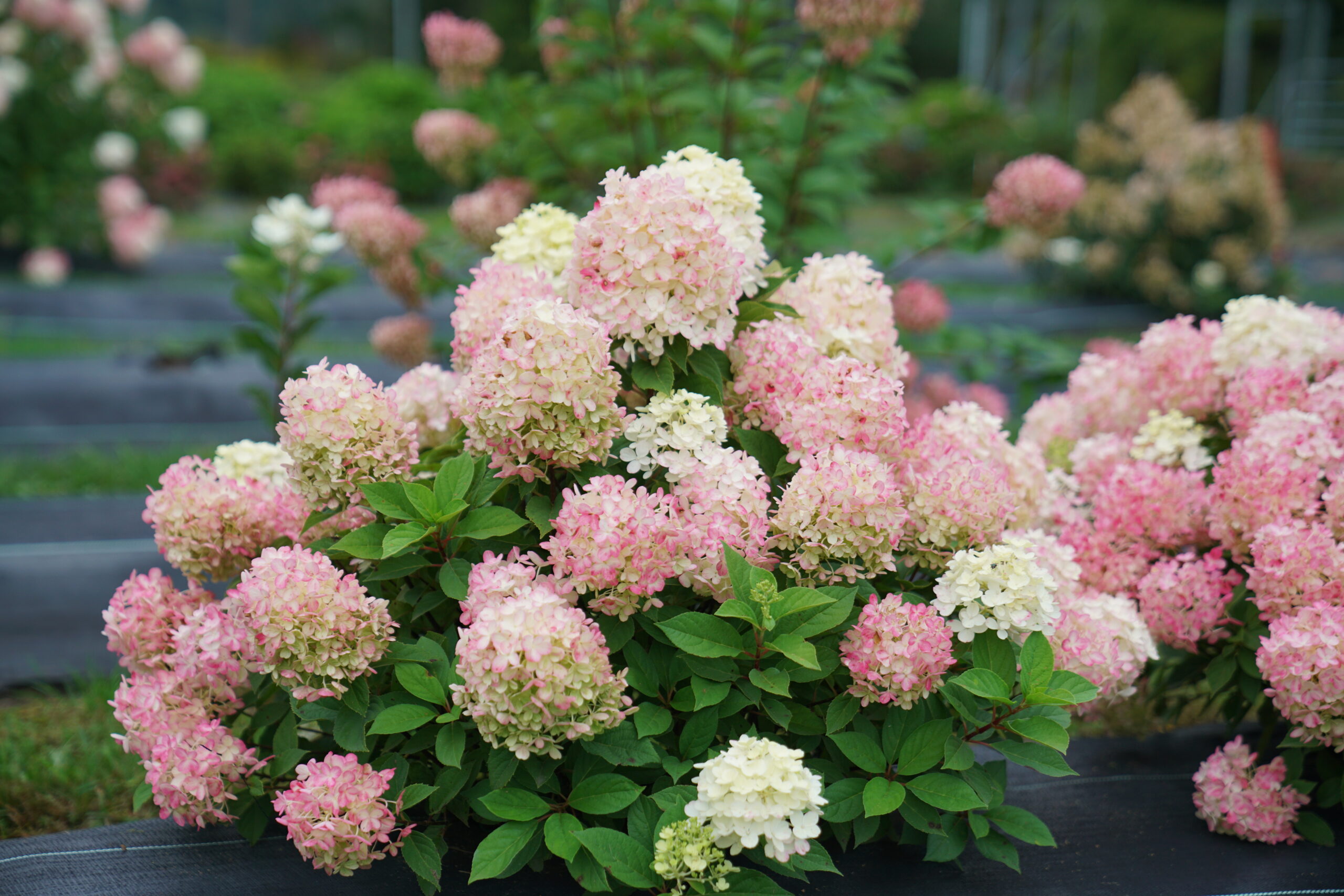 Hydrangea Fire Light Tidbit Hydrangea - Salzsieder Nursery