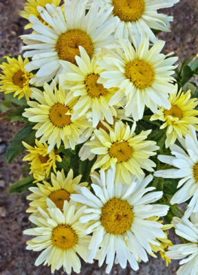 Leucanthemum Banana Cream II