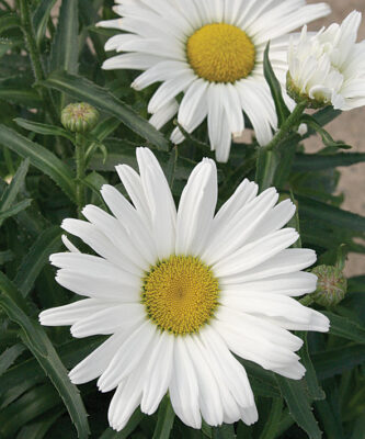Leucanthemum Daisy May Leucanthemum Daisy May