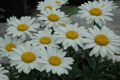 Leucanthemum × superbum ‘Snowcap’