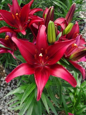 Lilium ‘Tiny Ghost’