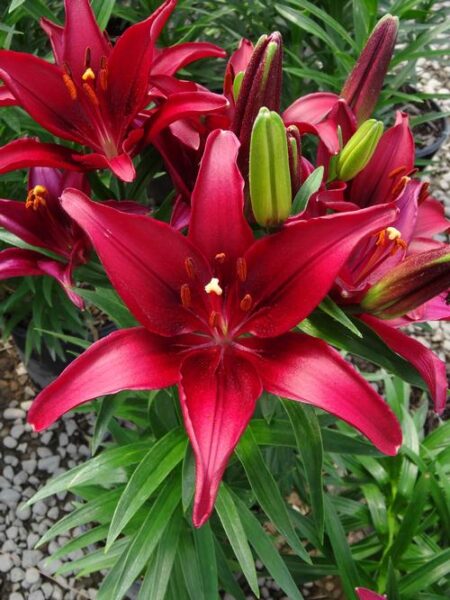 Lilium ‘Tiny Ghost’