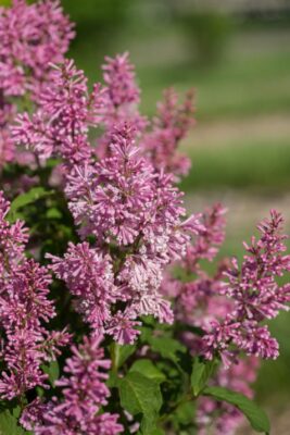 LITTLE LADY™ LILAC LITTLE LADY™ LILAC