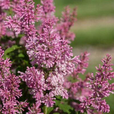 LITTLE LADY™ LILAC