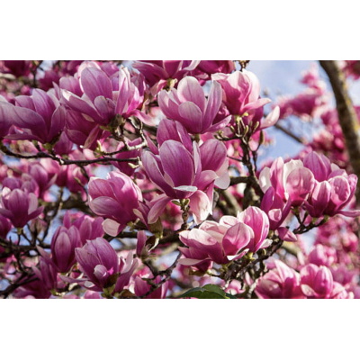 Magnolia 'Jane'