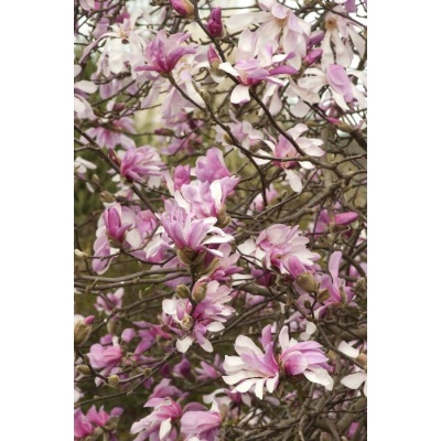 Magnolia × loebneri 'Leonard Messel'