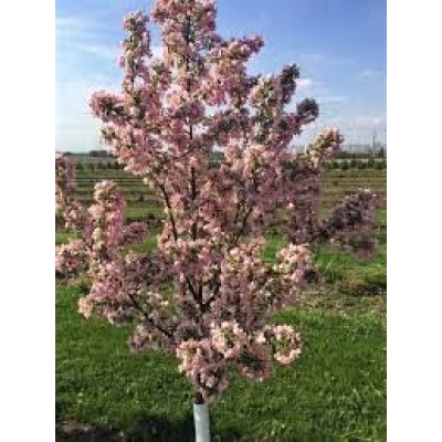 Malus Malusquest