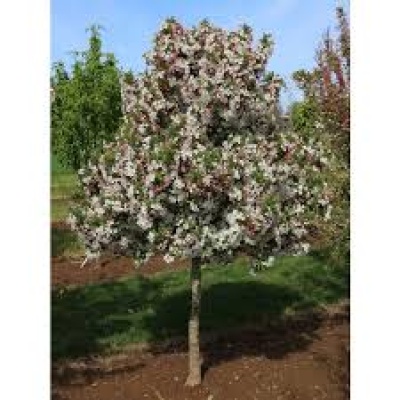 Malus SPARKLING SPRITE
