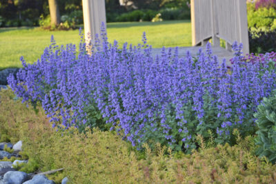 Nepeta Cat's Meow
