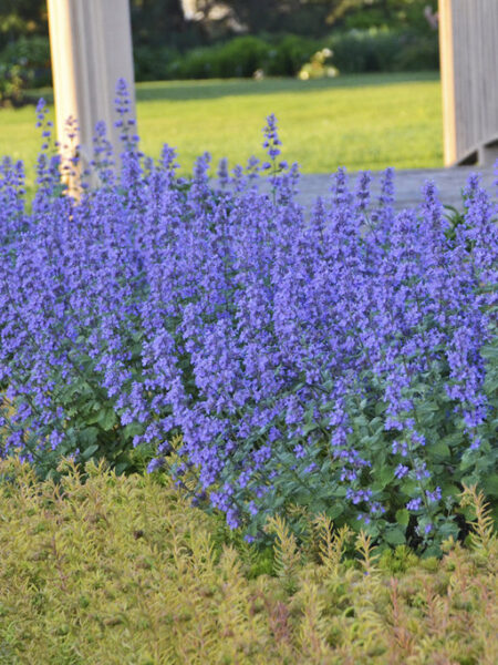 Nepeta Cat's Meow