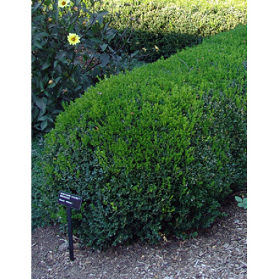 Buxus 'Wilson' Northern Charm™ Boxwood