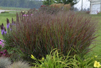 Panicum Prairie Winds Cheyenne Sky Panicum Prairie Winds Cheyenne Sky