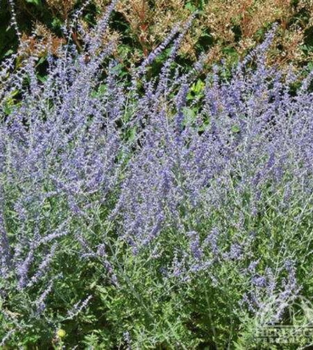 Perovskia atriplicifolia