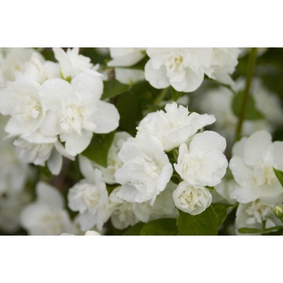 Philadelphus Snow White