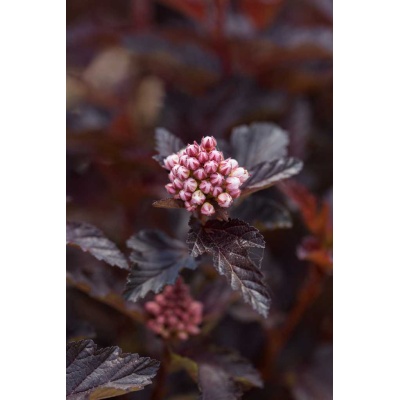 Physocarpus opulifolius Fireside Ninebark