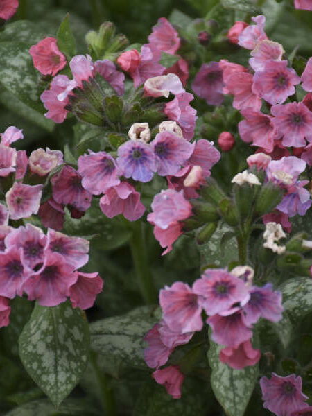 Pulmonaria 'Pretty in Pink'