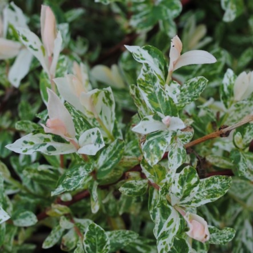Salix integra ‘Hakuronishiki’ Salzsieder Nursery