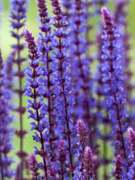 Salvia nemorosa ‘Caradonna’