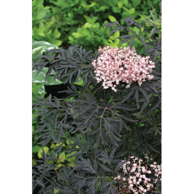 Sambucus nigra - Black Lace® Elderberry