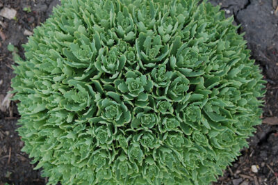 Sedum ‘Thundercloud’