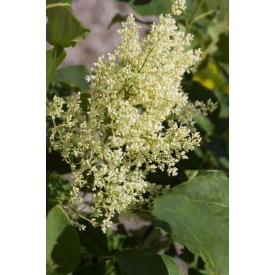 Snowdance™ Japanese Tree Lilac