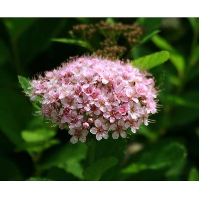 Spiraea betulifolia Pink Sparkler Spirea