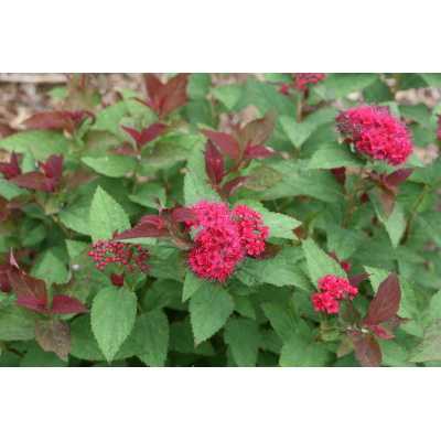 Spiraea japonica Double Play Doozie®