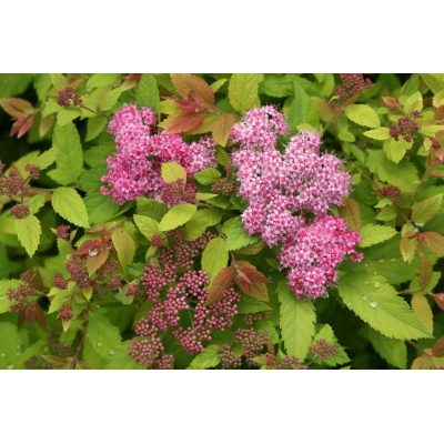 Spiraea japonica Double Play® Big Bang ‘Tracy’