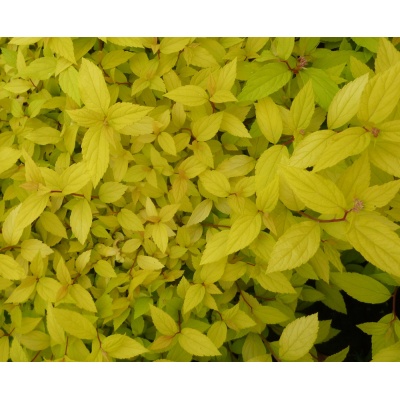 Spiraea japonica 'Gold Mound'