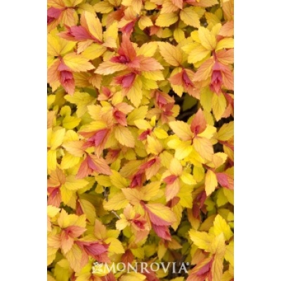 Spiraea japonica 'Walbuma' MAGIC CARPET
