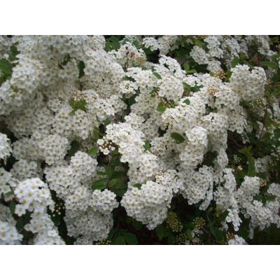 Spiraea x vanhouttei 'Renaissance'
