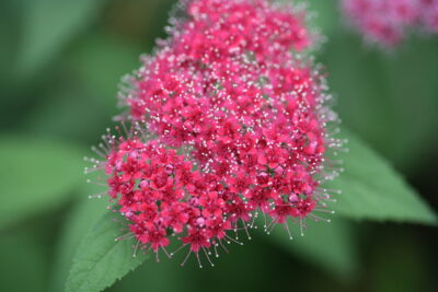 Spirea japonica Double Play Red