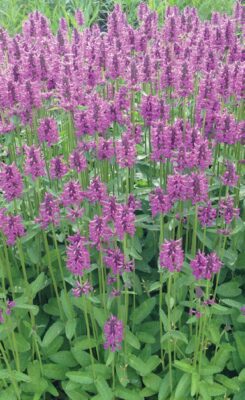 Stachys × ‘Summer Romance’