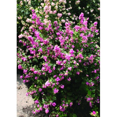 Symbocarpus Candy Coralberry